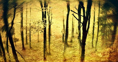 » #1/4 « / &quot;Dark forest&quot; / Blog-Beitrag von <a href="https://strkng.com/de/fotograf/mariusz+janoszek/">Fotograf Mariusz Janoszek</a> / 02.07.2021 20:10