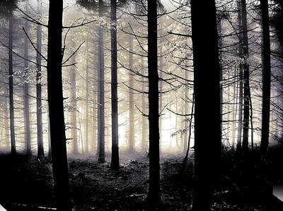 » #4/4 « / &quot;Dark forest&quot; / Blog-Beitrag von <a href="https://strkng.com/de/fotograf/mariusz+janoszek/">Fotograf Mariusz Janoszek</a> / 02.07.2021 20:10