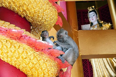 Affen unter Aufsicht / Tiere / Buddhismus,Tempel,affen,hanuman