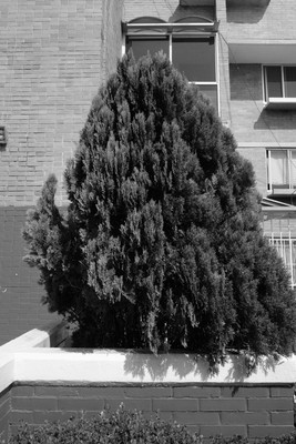 Tree / Schwarz-weiss / mexico,tree,streetphotography
