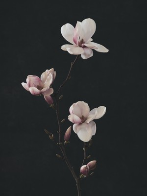 Saucer Magnolia / Still-Leben / flower,magnolia,nature,garden