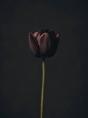 Tulip / Still-Leben / flower,tulip,nature,garden