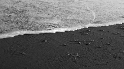 » #4/4 « / Beach in black and white / Blog post by <a href="https://strkng.com/en/photographer/benaissa+ilyes/">Photographer Benaissa Ilyes</a> / 2022-07-11 11:29