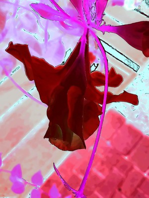 spettacolo di fiori 94 / Abstrakt / Abstract,Flora,Flowers,Color,abstractflowers,abstractflora,abstractimaginativerealism