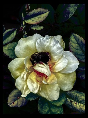 Giardinaggio d'avanguardia 40 / Abstrakt / Abstract,Flora,Flowers,Color,abstractflowers,abstractflora,abstractimaginativerealism,bees