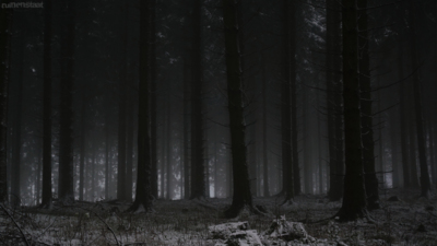 . in the woods / Landscapes  Fotografie von Fotograf Ruinenstaat ★4 | STRKNG