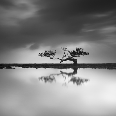Mangrove - Tree of Hope / Fine Art  Fotografie von Fotograf hengki24 ★1 | STRKNG