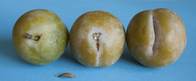 Trois Reines-claudes / Still life  photography by Photographer Jean-Alain Le Borgne | STRKNG