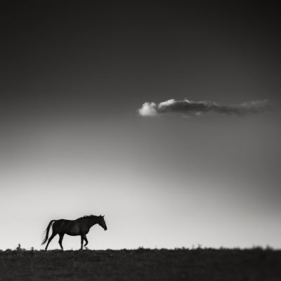 Horse cloud / Fine Art  Fotografie von Fotograf Andy Lee ★19 | STRKNG