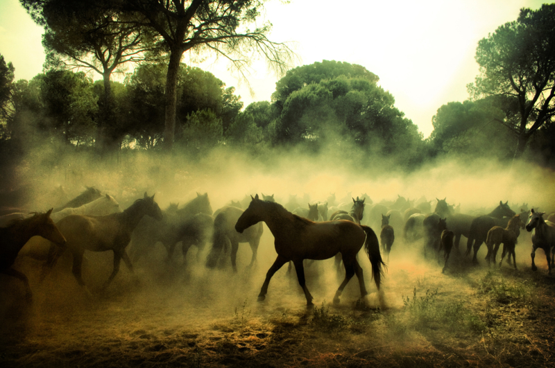 Wild Horses - &copy; Ana Sioux | Wildlife