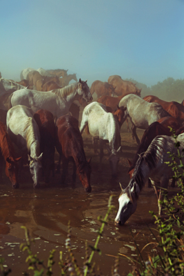 Wild Horses / Wildlife  Fotografie von Fotografin Ana Sioux ★3 | STRKNG