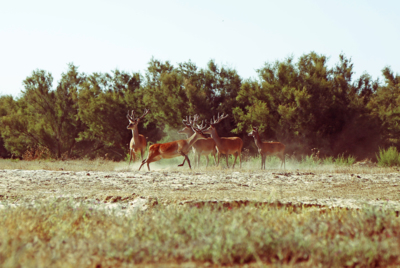 Savages / Wildlife  Fotografie von Fotografin Ana Sioux ★3 | STRKNG