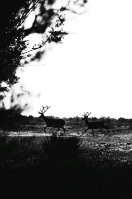 Marismas de Doñana / Wildlife  Fotografie von Fotografin Ana Sioux ★3 | STRKNG