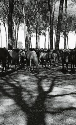 Wild Horses 2 / Wildlife  photography by Photographer Ana Sioux ★3 | STRKNG