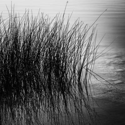 |Schilf| / Landscapes  Fotografie von Fotograf Axel J. Scherer ★15 | STRKNG