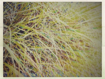 Gras / Natur  Fotografie von Fotografin Maren ★1 | STRKNG