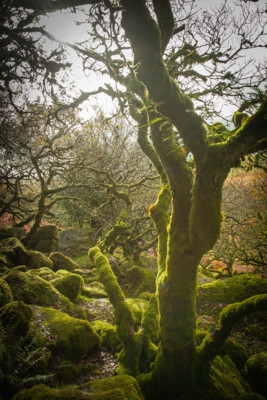 Wurzeln schlagen / Nature  photography by Photographer Maren ★1 | STRKNG