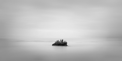 San Simeon Birds. San Simeon, California, USA, 2014. / Fine Art  photography by Photographer Thibault ROLAND ★5 | STRKNG