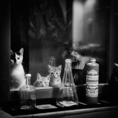 Nachts um zwei Uhr in Ungarn,...ein Blick aus dem Fenster. / Animals  photography by Photographer Steffi Atze ★15 | STRKNG