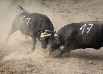 Combats Reines - Valais - Suisse - Oct 2017 / Tiere  Fotografie von Fotograf Fabrice Muller Photography ★9 | STRKNG