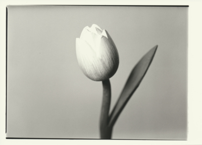 Wood's Tulip / Schwarz-weiss  Fotografie von Fotograf Fabrice Muller Photography ★9 | STRKNG