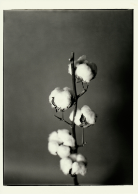 Cotton Flowers / Schwarz-weiss  Fotografie von Fotograf Fabrice Muller Photography ★9 | STRKNG