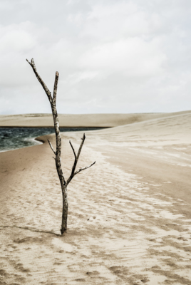 Death / Landscapes  Fotografie von Fotograf Bruno Colli ★1 | STRKNG