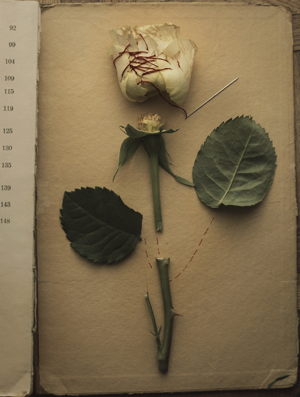 The Rose from &quot;The Botany Lesson&quot; series - &copy; Magdalena Franczuk | Still-Leben