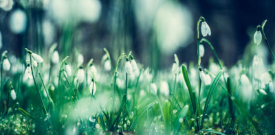 Natur  Fotografie von Fotografin Heike Zanini | STRKNG