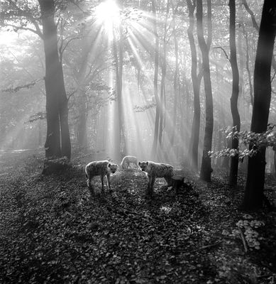 tierwald / Fine Art  Fotografie von Fotograf framafo ★21 | STRKNG