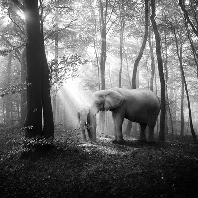 tierwald / Fine Art  Fotografie von Fotograf framafo ★21 | STRKNG