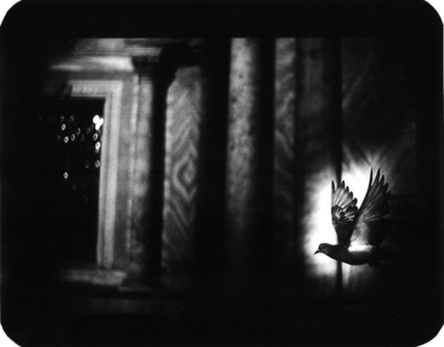 The Animals / Tiere  Fotografie von Fotograf Giacomo Brunelli ★12 | STRKNG