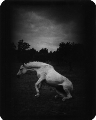 The Animals / Animals  photography by Photographer Giacomo Brunelli ★12 | STRKNG