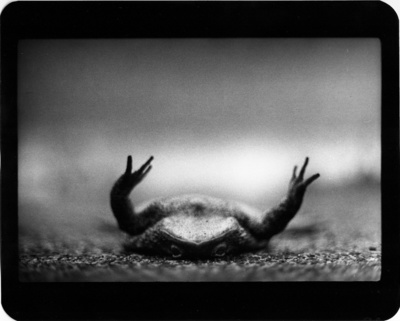 The Animals / Tiere  Fotografie von Fotograf Giacomo Brunelli ★12 | STRKNG