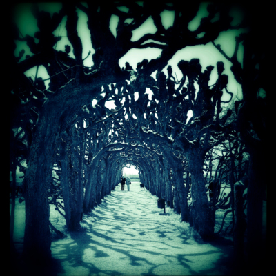 Walking Through Fangorn Forrest / Abstrakt  Fotografie von Fotograf goal74 ★1 | STRKNG