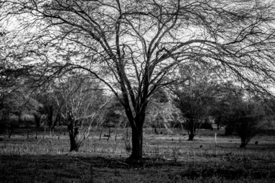 The trees / Schwarz-weiss  Fotografie von Fotograf O fotografo casual | STRKNG