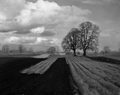 Sauvie Island Farm,OR, USA / Landscapes  Fotografie von Fotograf Bobby Ce ★1 | STRKNG