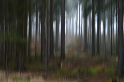 bosque / Natur  Fotografie von Fotograf neiz | STRKNG