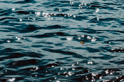 Daintiness don't sink / Landscapes  photography by Photographer Alnilam- Claudia Prontera ★3 | STRKNG