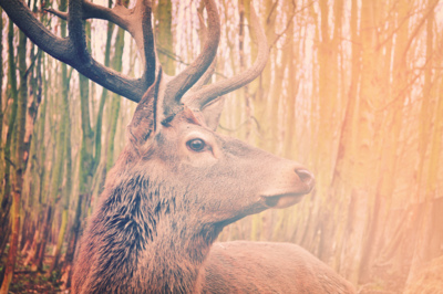 Tiere  Fotografie von Fotografin Lisa Smit ★8 | STRKNG