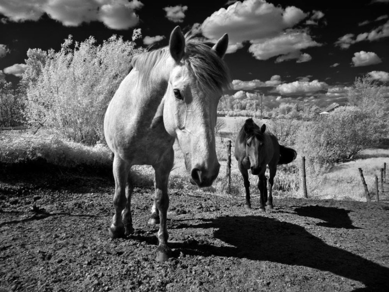 Horses - &copy; Photographe de Sherbrooke | Schwarz-weiss