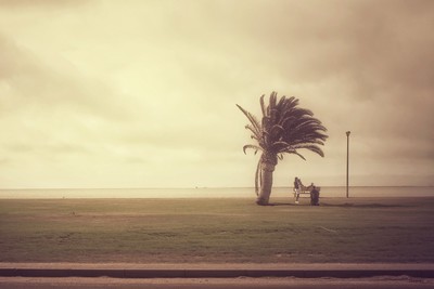 Palm / Landscapes  Fotografie von Fotografin Monika Keller ★10 | STRKNG