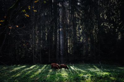 silence / Natur  Fotografie von Fotografin Susann Bargas Gomez ★3 | STRKNG