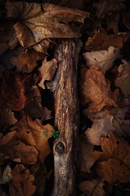 Hoffnung / Natur  Fotografie von Fotografin Susann Bargas Gomez | STRKNG