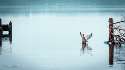 Ein Tag am See / Tiere  Fotografie von Fotograf Sven Kammann ★1 | STRKNG