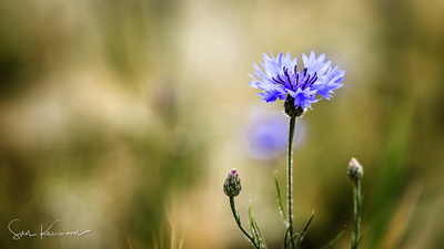 Centaurea Cyanus / Fine Art  Fotografie von Fotograf Sven Kammann ★1 | STRKNG