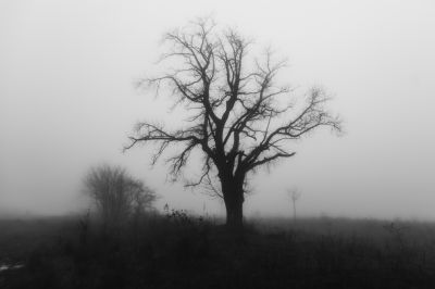 tree / Schwarz-weiss  Fotografie von Fotograf you feel me ★2 | STRKNG