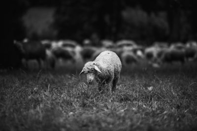 One sheep, two sheep, ... / Tiere  Fotografie von Fotograf you feel me ★2 | STRKNG