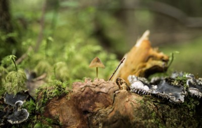 Natur  Fotografie von Fotograf Xonel | STRKNG