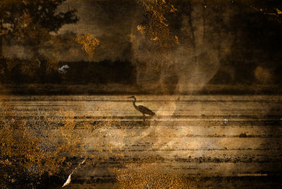 Bird #9 / Fine Art  photography by Photographer Gianmario Masala ★1 | STRKNG